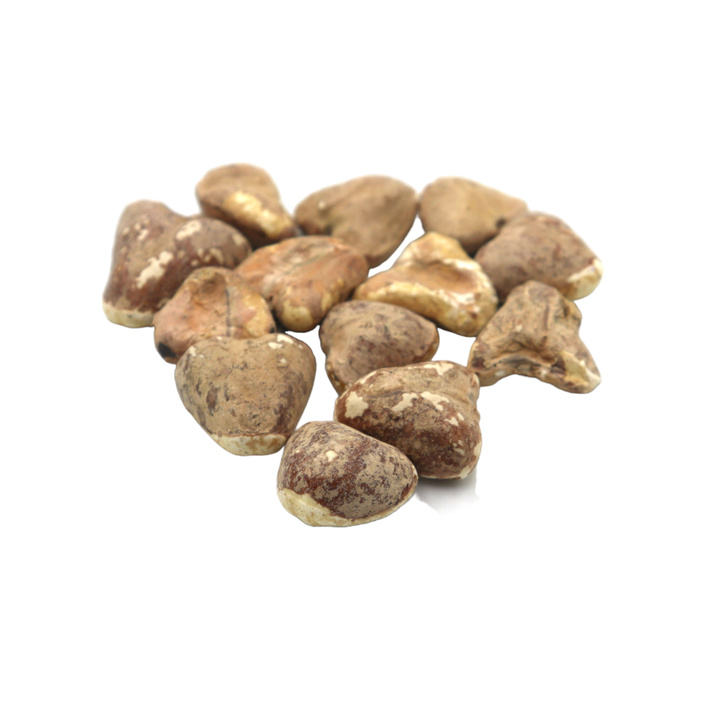 Singhoda Chestnut